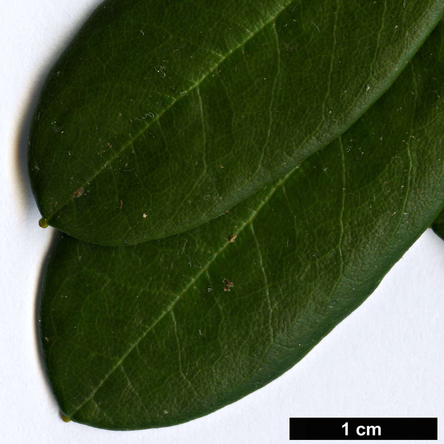 High resolution image: Family: Ericaceae - Genus: Rhododendron - Taxon: dichroanthum - SpeciesSub: subsp. apodectum